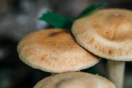 阴天壁纸蘑菇背景