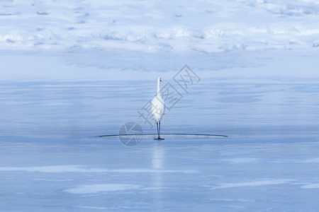 冰湖上车子冰湖上孤独的白鹭背景