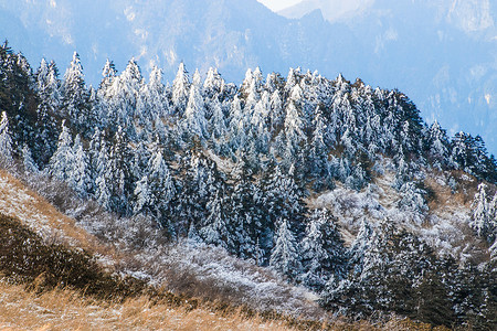 彼得奥格登风景点冰雪覆盖的森林背景