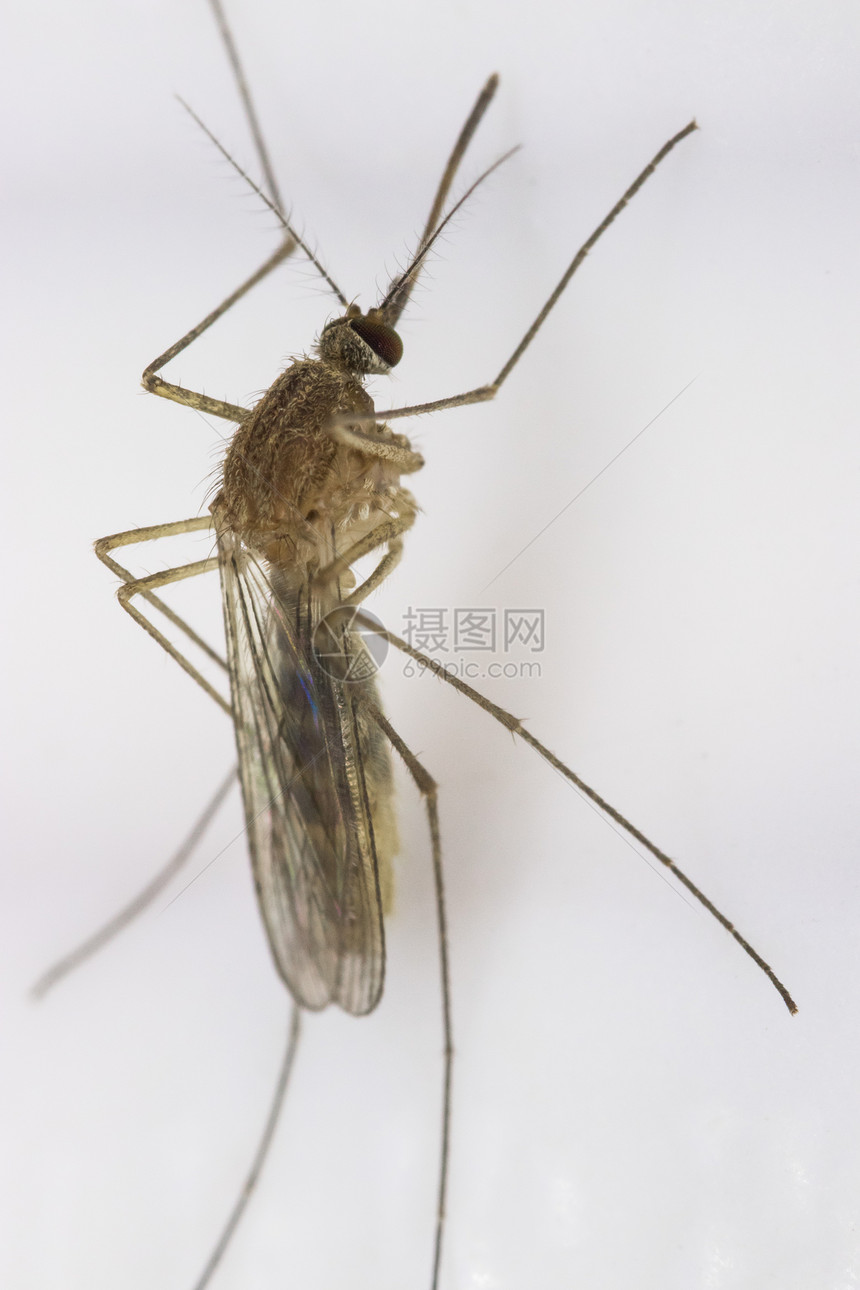 昆虫的特写蚊子图片