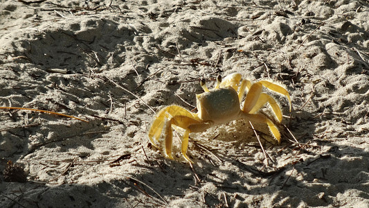 沙滩上的螃蟹沙滩上通透的螃蟹背景