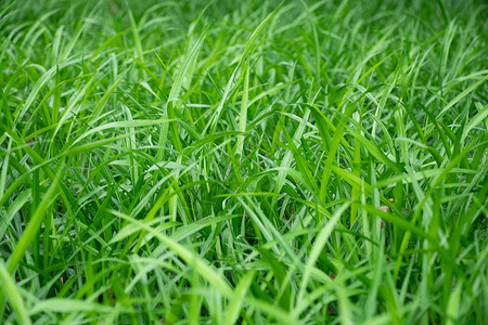 绿色草叶青草丛背景