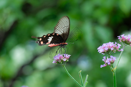夏天的蝴蝶花丛上的蝴蝶背景