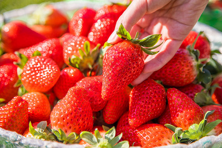 草莓属生态有机新鲜草莓背景