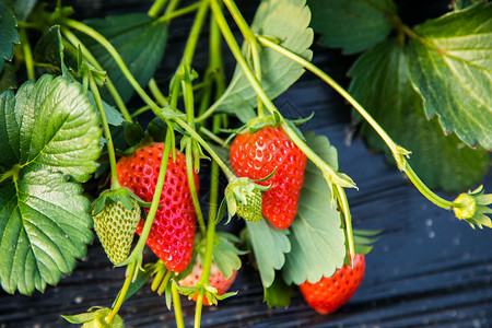 绿色草莓生态有机新鲜草莓背景