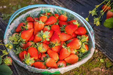 草莓美味木草莓高清图片