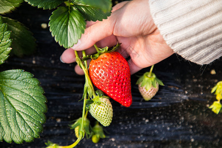 草莓有机农场高清图片
