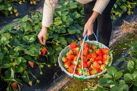 阳光农场新鲜采摘草莓背景