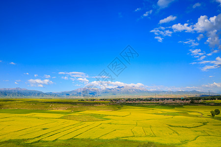 张掖油菜花甘肃张掖夏季油菜花背景