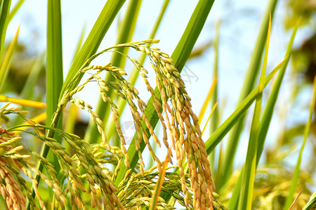 清晨的水稻小满水稻田高清图片