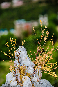 石缝里顽强的花草背景图片