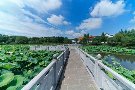 晴空万里的武汉东湖磨山荷花池高清图片