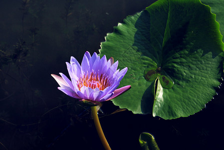 莲花紫花君子花高清图片