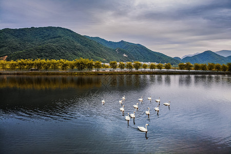 湖天鹅清晨大九湖的白天鹅背景