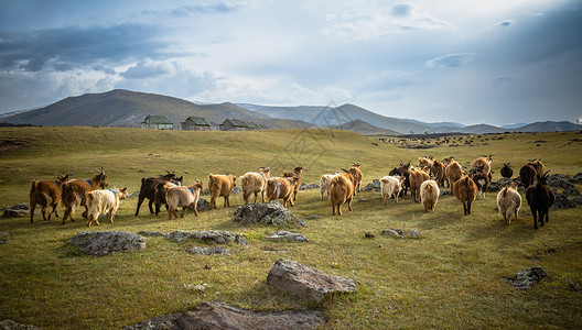内蒙古大草原上的羊群图片