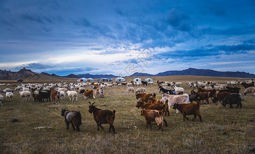 秋天内蒙古大草原上的羊群背景图片