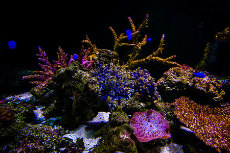 曼谷海底世界图片