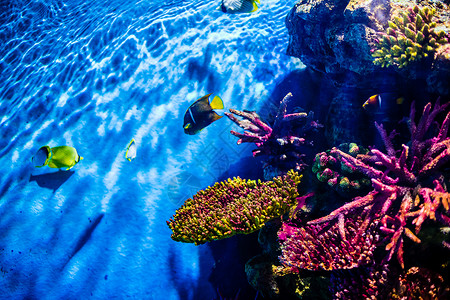 彩色的鱼曼谷海底世界背景