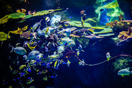 彩色的鱼鱼海底世界背景