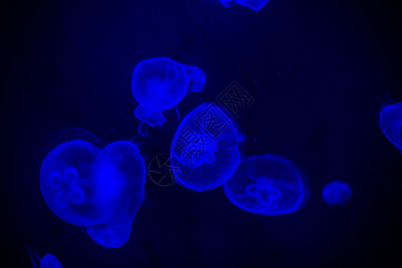 透明漂浮素材海底世界水母背景