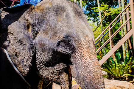 苏梅岛大象泰国大象象鼻擦高清图片
