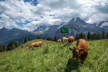 纯净自然的瑞士阿尔卑斯山区风光背景图片