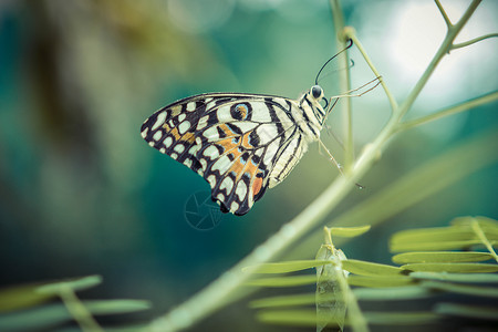 蝴蝶漂亮的飞行高清图片