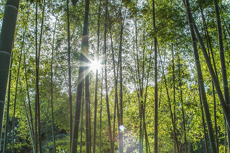 虚空竹林诗意背景