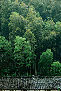 贵州侗寨树林背景图片