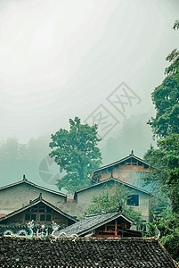 树林治愈贵州侗寨树林背景