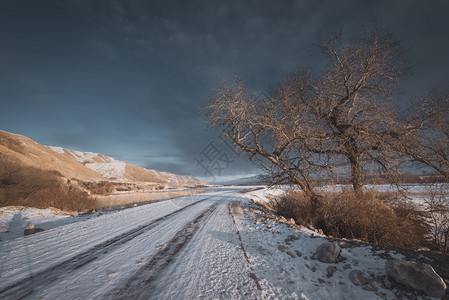 新疆雪地孤树图片