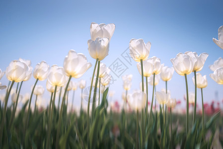 白色花海白色郁金香背景