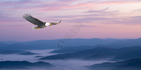 白尾海鹰雄鹰设计图片