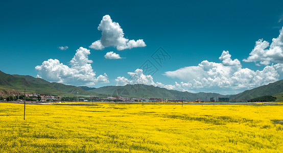 夏花海报甘南高原油菜花背景