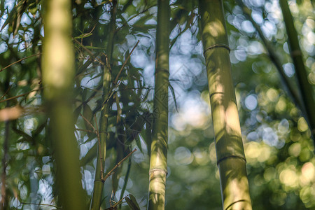 斑驳的的竹林背景图片