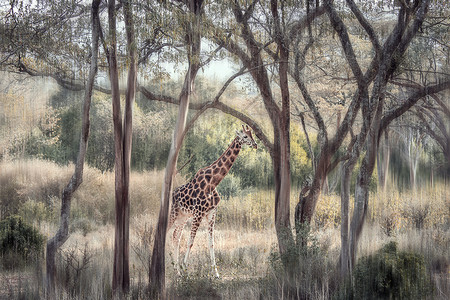长颈鹿鹿肯尼亚的长颈鹿背景