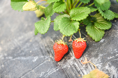 农家乐有机草莓背景图片