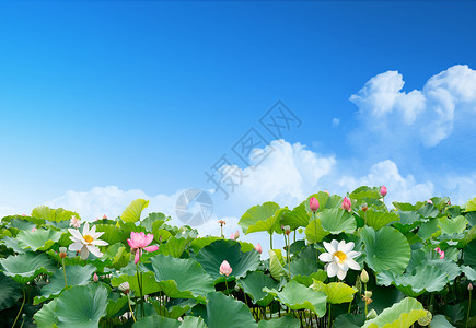 莲花和莲蓬蓝天下的荷塘设计图片