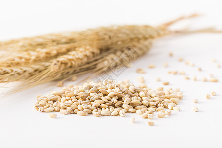 大麦小麦麦穗背景