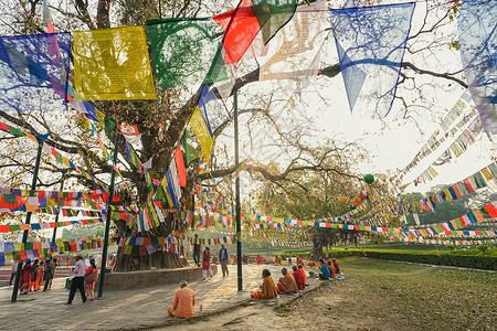 尼泊尔蓝毗尼释迦摩尼诞生地菩提树下背景图片