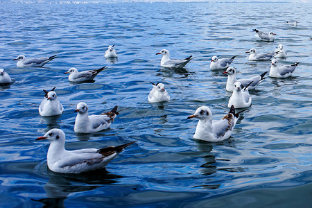 青海湖 鸟岛高清图片