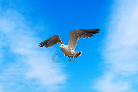 海鸥展翅高飞青海湖 鸟岛背景