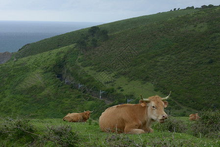 美马牛西班牙东北部巴斯克海岸山边的牛与马背景