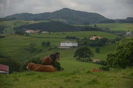 西班牙东北部巴斯克海岸山边的牛与马背景图片
