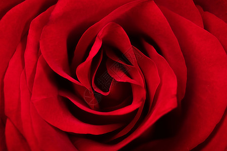 鲜艳的花朵七夕情人节玫瑰花特写背景