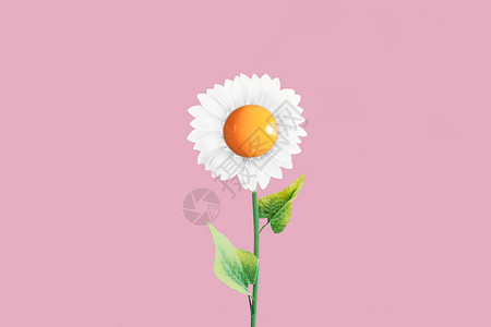 鸡蛋花盛开创意向日葵设计图片