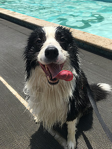 边境牧羊犬图片