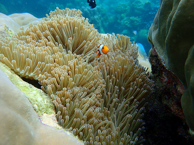 泰国潜水的海洋生物背景图片