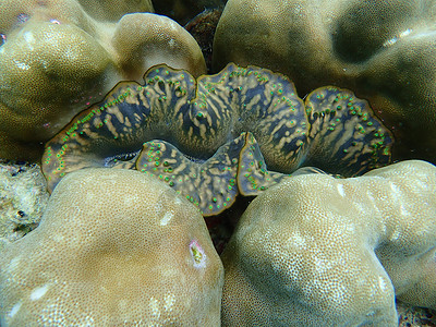泰国潜水的海洋生物高清图片