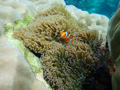 泰国潜水的海洋生物背景图片